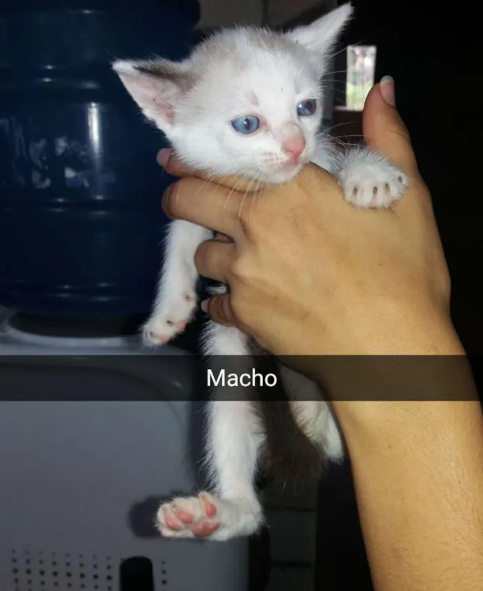 Gato ra a Não Sei idade 2 a 6 meses nome Sem Nome
