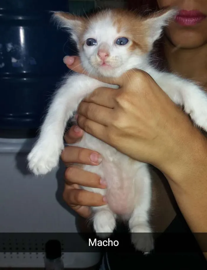 Gato ra a Não Sei idade 2 a 6 meses nome Sem Nome