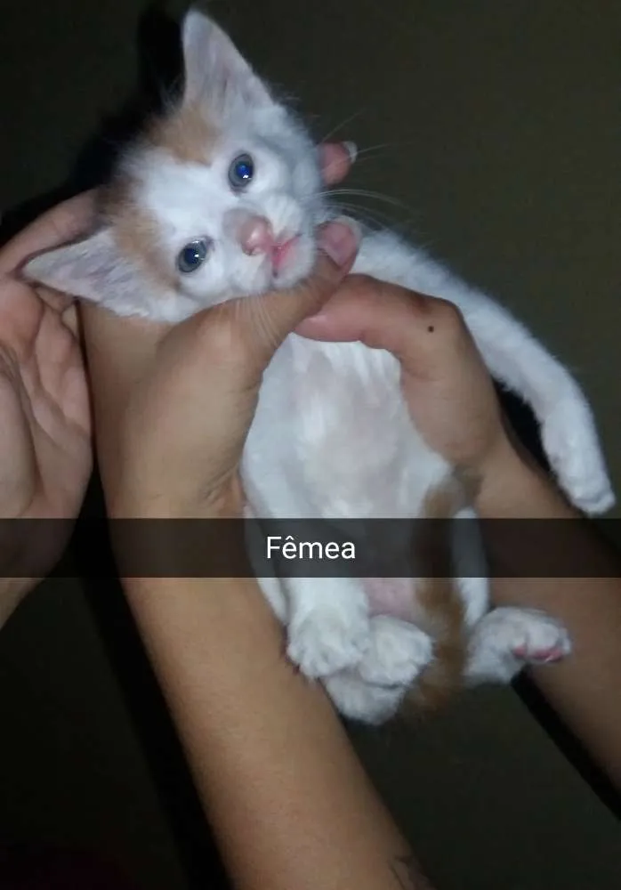 Gato ra a Não Sei idade 2 a 6 meses nome Sem Nome