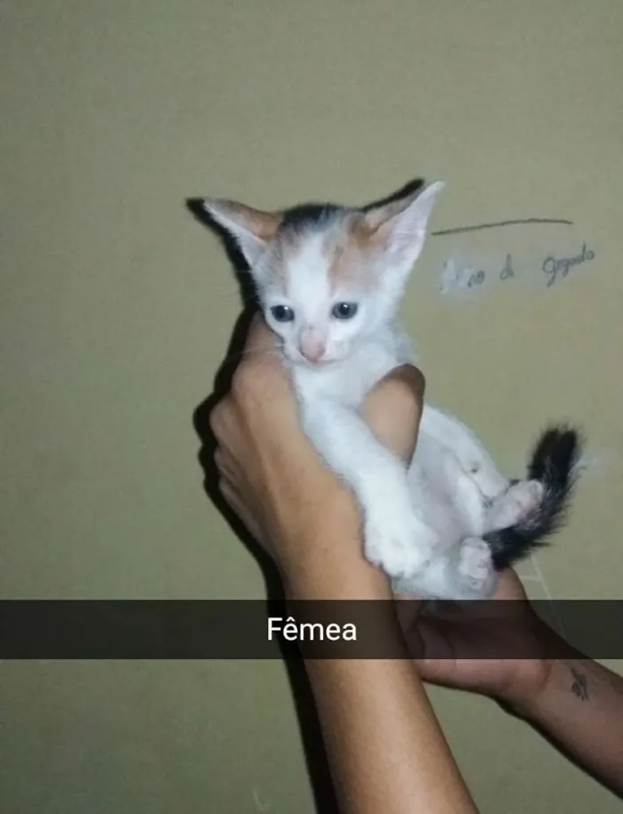 Gato ra a Não Sei idade 2 a 6 meses nome Sem Nome