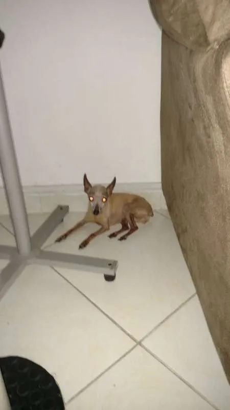 Cachorro ra a Pincher  idade 6 ou mais anos nome Pandora