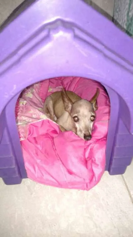 Cachorro ra a Pincher  idade 6 ou mais anos nome Pandora
