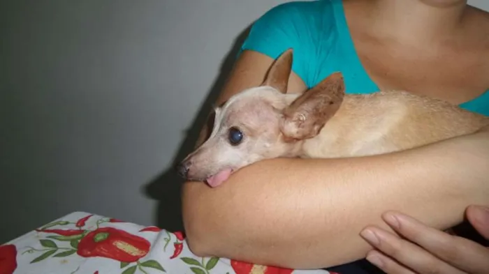 Cachorro ra a Pincher  idade 6 ou mais anos nome Pandora