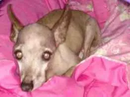 Cachorro ra a Pincher  idade 6 ou mais anos nome Pandora