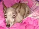 Cachorro raça Pincher  idade 6 ou mais anos nome Pandora