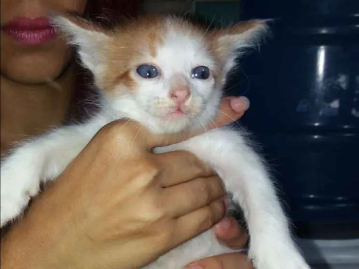 Gato ra a Não Sei idade 2 a 6 meses nome Sem Nome