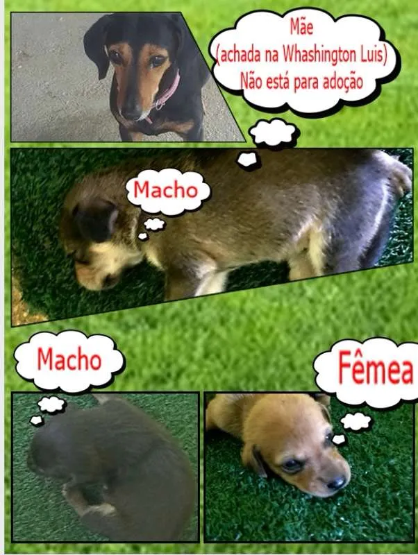 Cachorro raça srd idade Abaixo de 2 meses nome Sem Nome