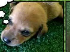 Cachorro raça srd idade Abaixo de 2 meses nome Sem Nome