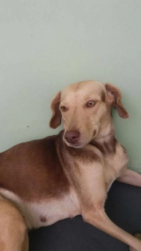 Cachorro ra a Vira lata idade 2 anos nome Mel