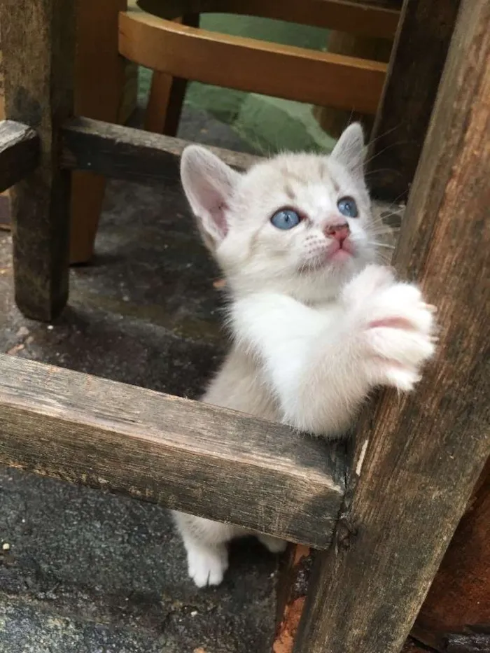 Gato ra a Srd idade Abaixo de 2 meses nome Gêmea 1