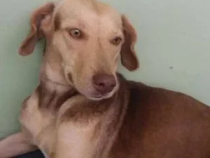 Cachorro raça Vira lata idade 2 anos nome Mel