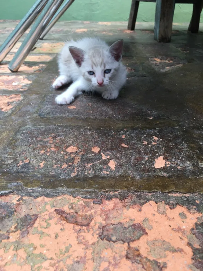 Gato ra a Srd idade Abaixo de 2 meses nome Gêmea 2