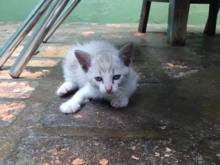 Gato ra a Srd idade Abaixo de 2 meses nome Gêmea 2