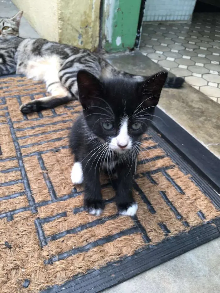 Gato ra a Srd idade Abaixo de 2 meses nome Pretinha 
