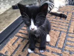 Gato raça Srd idade Abaixo de 2 meses nome Pretinha 