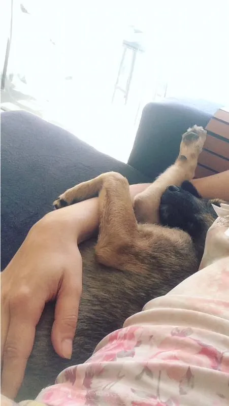 Cachorro ra a Vira Lata idade 7 a 11 meses nome Lolinha