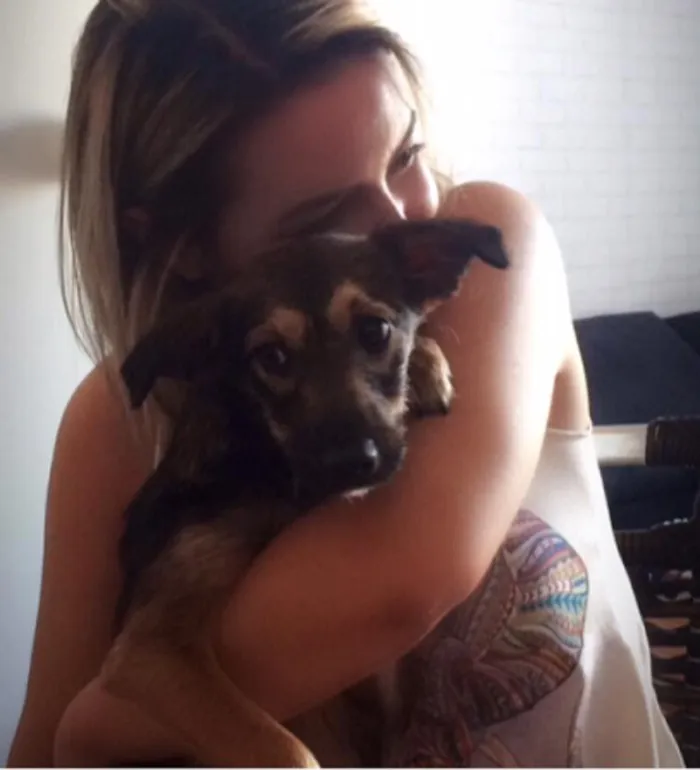 Cachorro ra a Vira Lata idade 7 a 11 meses nome Lolinha