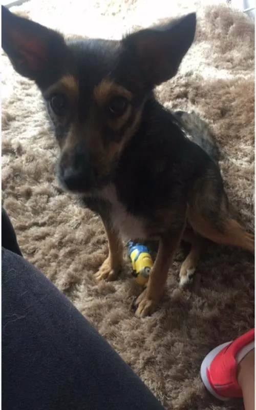 Cachorro ra a Vira Lata idade 7 a 11 meses nome Lolinha