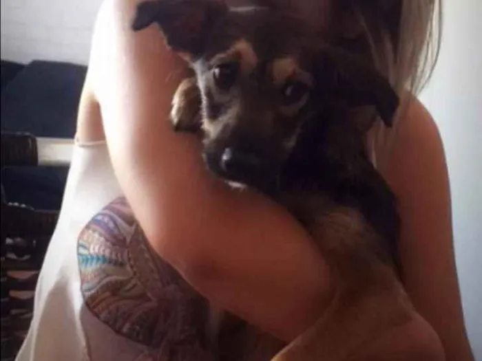 Cachorro ra a Vira Lata idade 7 a 11 meses nome Lolinha