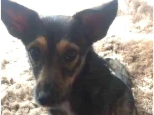 Cachorro raça Vira Lata idade 7 a 11 meses nome Lolinha