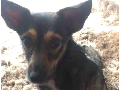 Cachorro ra a Vira Lata idade 7 a 11 meses nome Lolinha