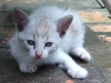 Gato ra a Srd idade Abaixo de 2 meses nome Gêmea 2