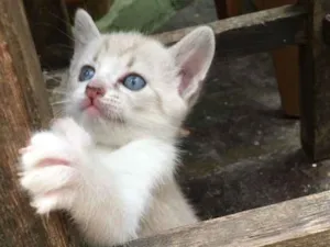 Gato raça Srd idade Abaixo de 2 meses nome Gêmea 1