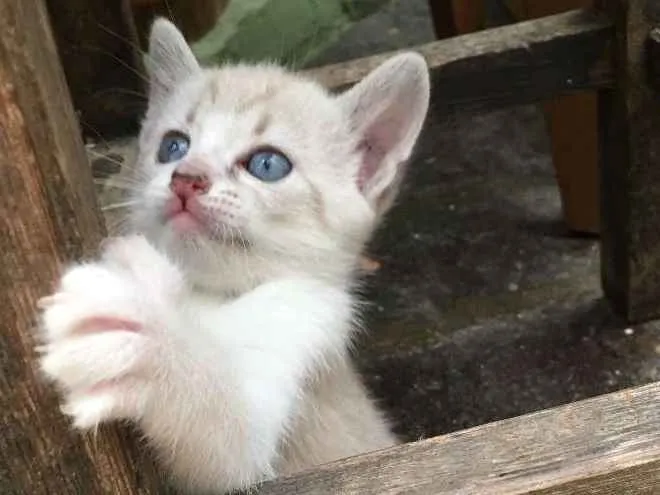 Gato ra a Srd idade Abaixo de 2 meses nome Gêmea 1