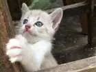Gato raça Srd idade Abaixo de 2 meses nome Gêmea 1