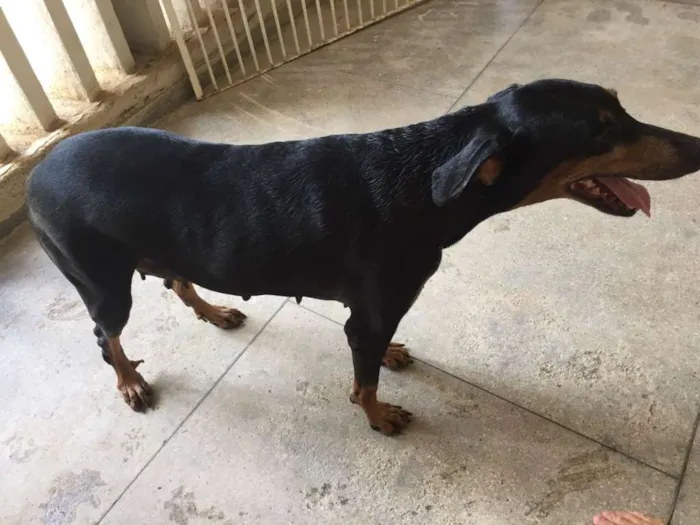 Cachorro ra a Dobermann idade 6 ou mais anos nome Thor e Jade