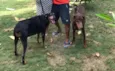 Thor e Jade