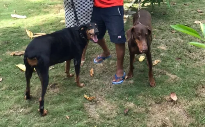 Cachorro ra a Dobermann idade 6 ou mais anos nome Thor e Jade