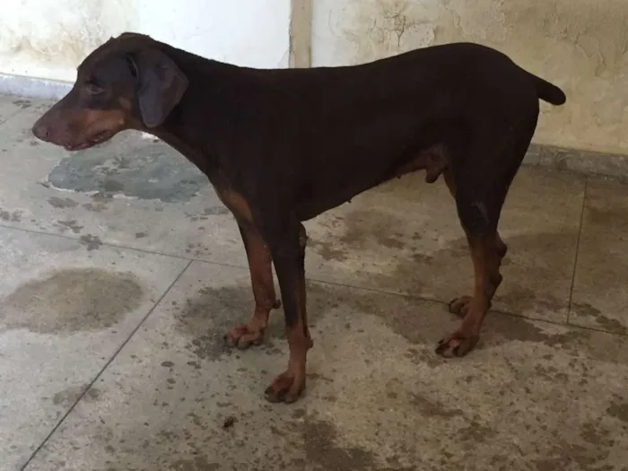 Cachorro ra a Dobermann idade 6 ou mais anos nome Thor e Jade