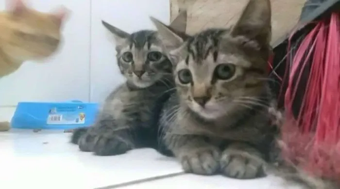 Gato raça SRD idade 2 a 6 meses nome João e Maria