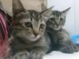 João e Maria