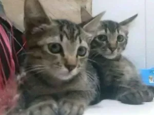 Gato raça SRD idade 2 a 6 meses nome João e Maria