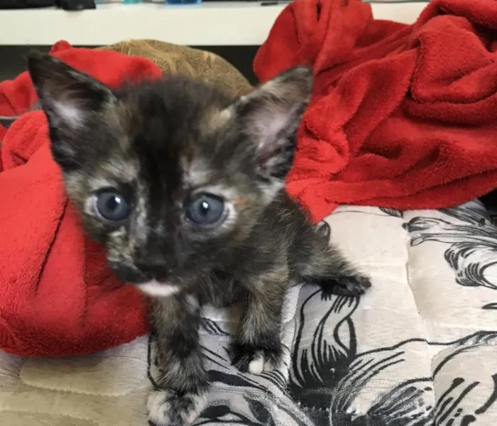 Gato ra a SRD idade Abaixo de 2 meses nome Gray e seus irmãos