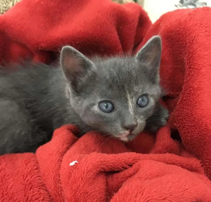 Gato ra a SRD idade Abaixo de 2 meses nome Gray e seus irmãos