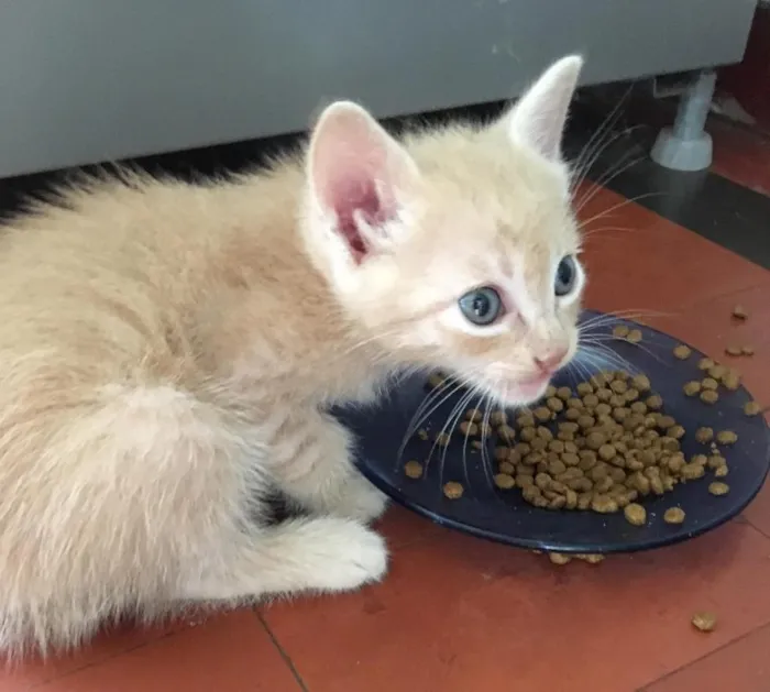 Gato ra a SRD idade Abaixo de 2 meses nome Gray e seus irmãos