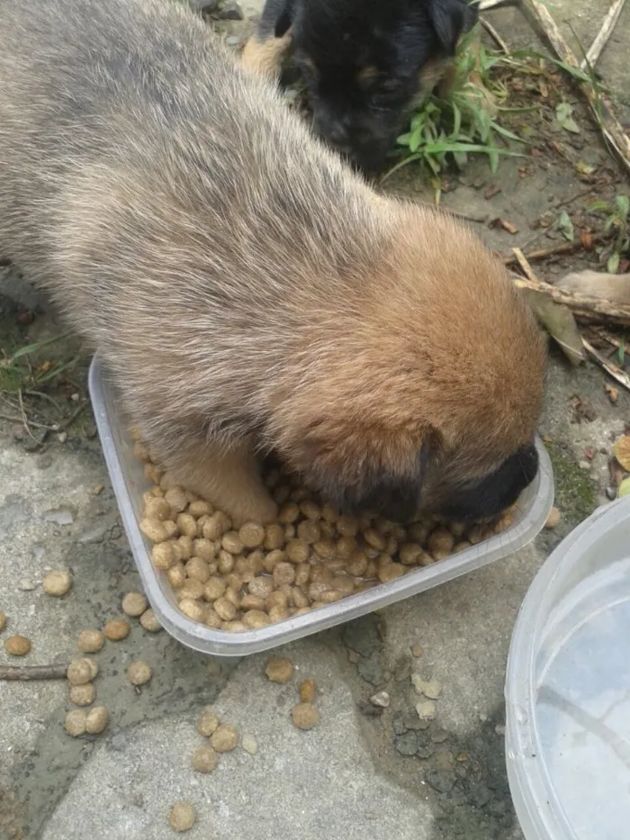 Cachorro ra a Vira lata  idade Abaixo de 2 meses nome Sem nome 