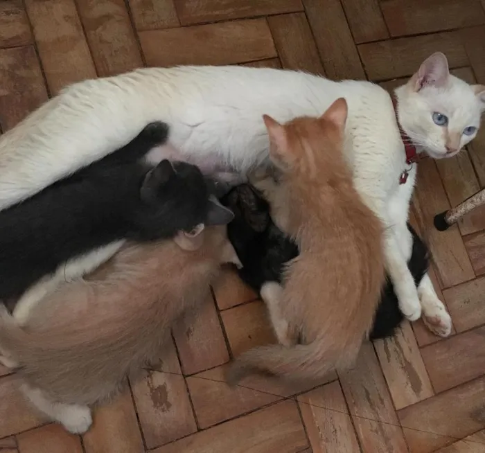 Gato ra a SRD idade Abaixo de 2 meses nome Gray e seus irmãos