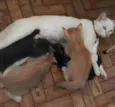 Gray e seus irmãos
