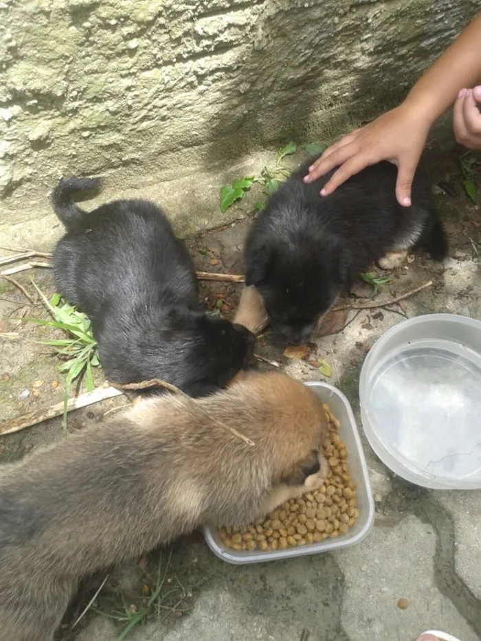 Cachorro ra a Vira lata  idade Abaixo de 2 meses nome Sem nome 