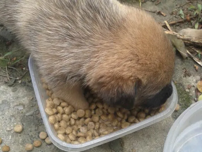 Cachorro ra a Vira lata  idade Abaixo de 2 meses nome Sem nome 