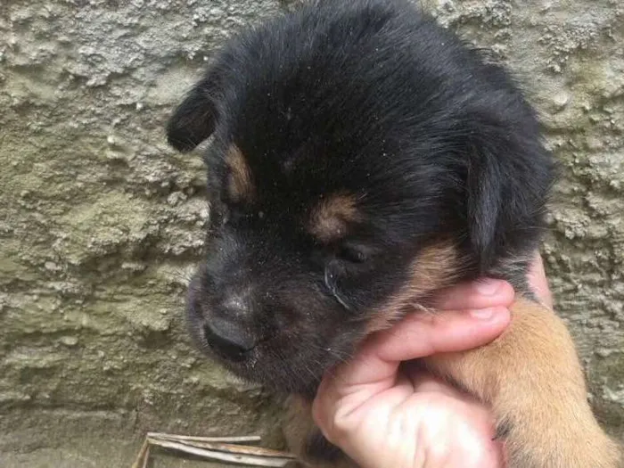 Cachorro ra a Vira lata  idade Abaixo de 2 meses nome Sem nome 