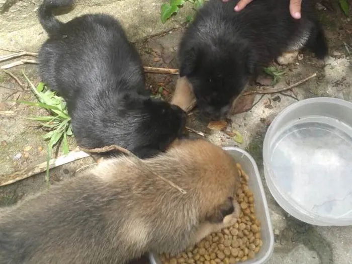 Cachorro ra a Vira lata  idade Abaixo de 2 meses nome Sem nome 