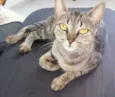 Hirina