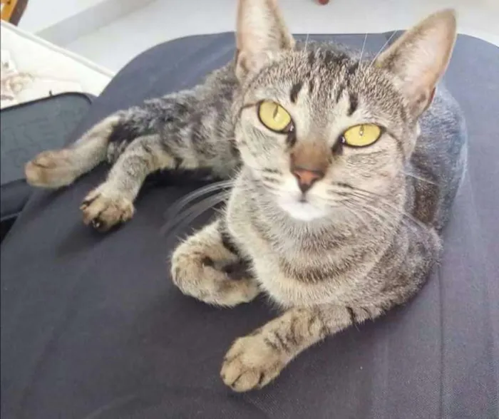 Gato raça Sem Raça definida idade 3 anos nome Hirina