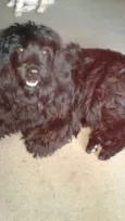 Meg ( Cocker )