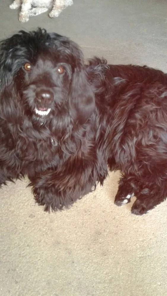 Cachorro ra a Cocker(mestiça) idade 2 anos nome Meg ( Cocker )